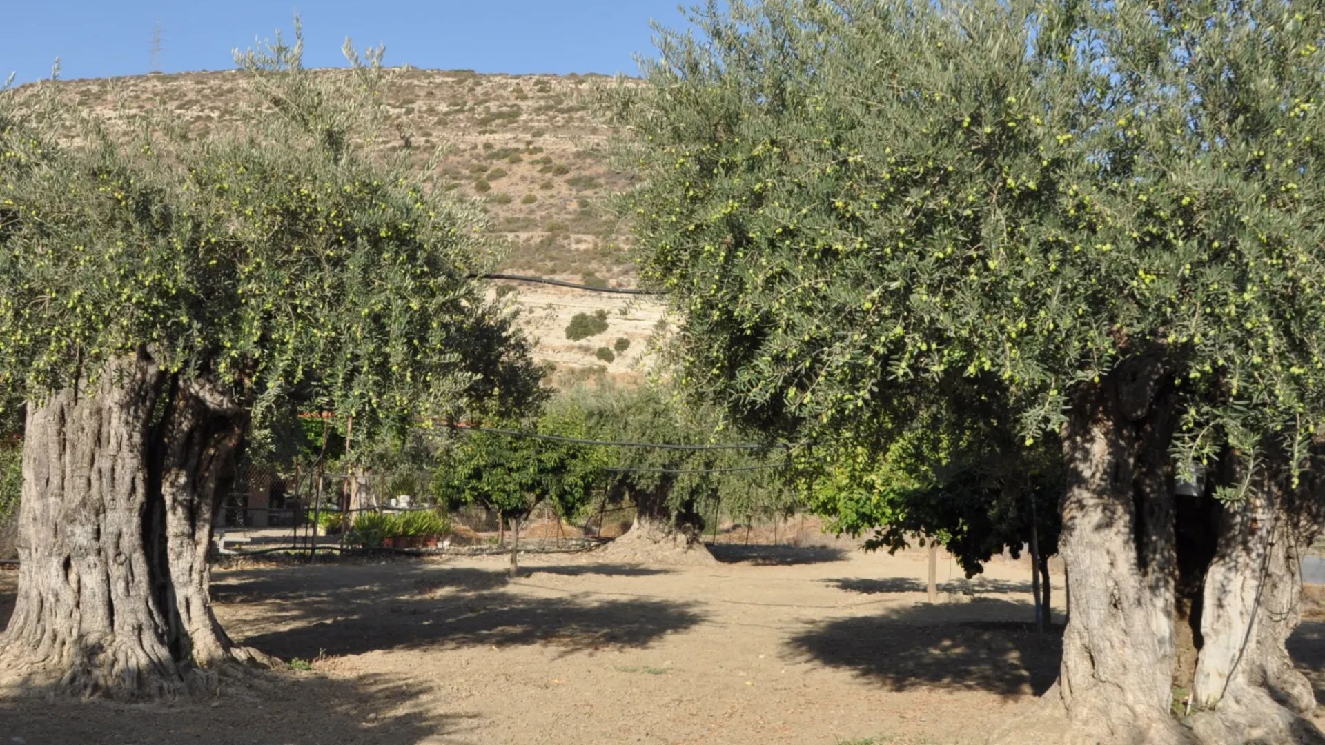 شجرة المهراس  ..  سلالة الزيتون الأردني تعيد رسم خريطة الإرث العالمي 