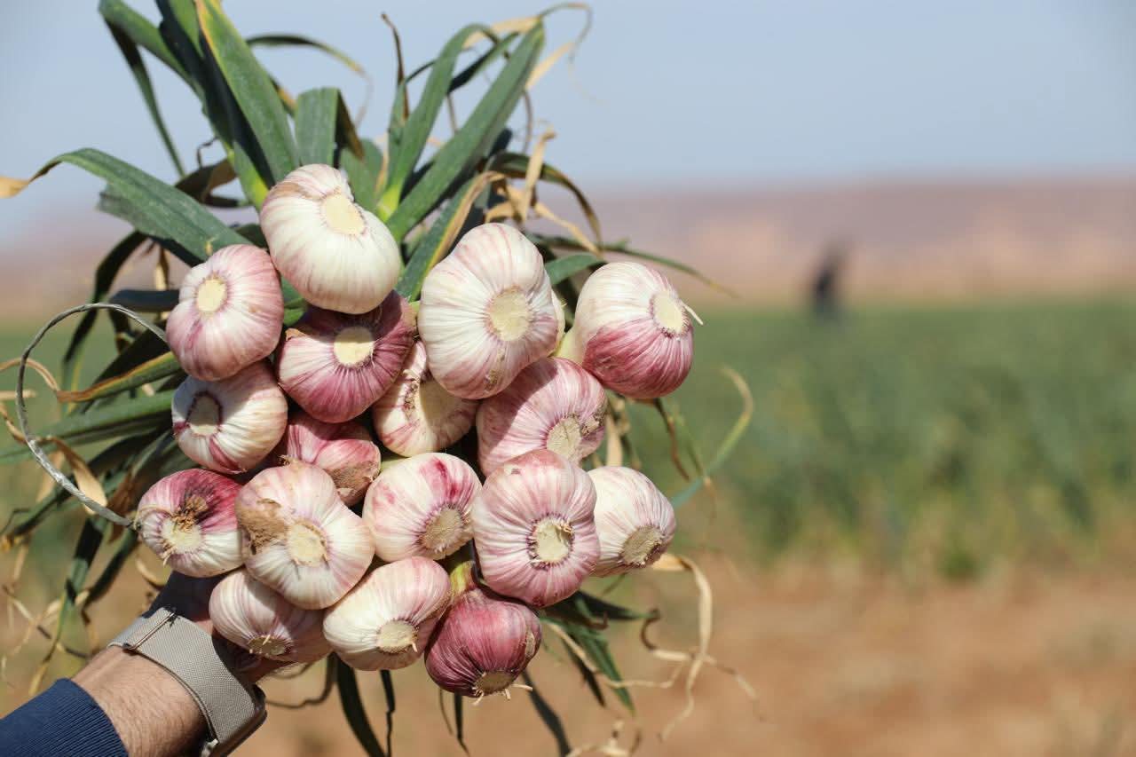 مزارعو الغور: لا حاجة لاستيراد الثوم… والإنتاج المحلي يكفي السوق خلال أسابيع 