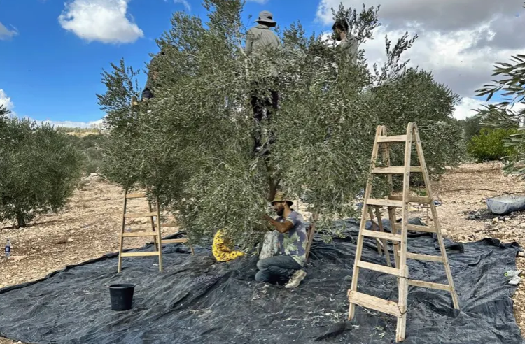 يوم مع عائلة فلسطينية في موسم قطف الزيتون