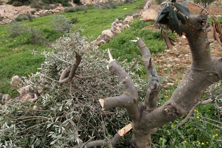 مستعمرون يقطعون عشرات أشجار الزيتون في أراضي المنيا جنوب بيت لحم