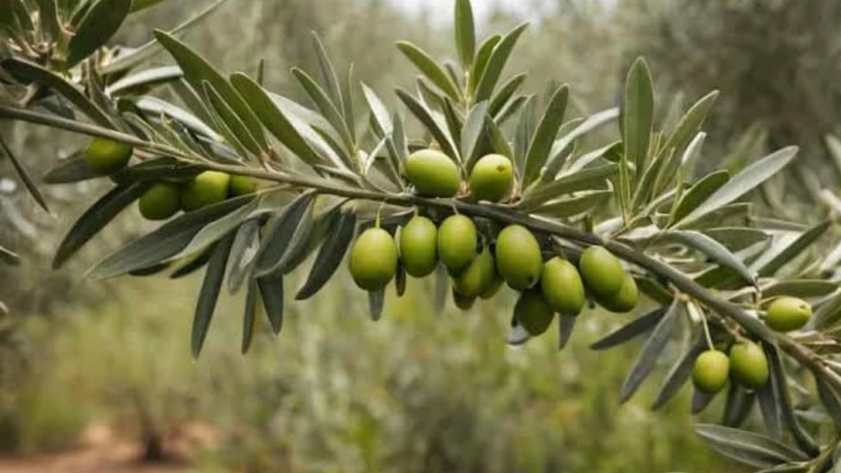 زراعة الكورة تدعو مزارعي الزيتون لري أشجارهم لتحسين الانتاج