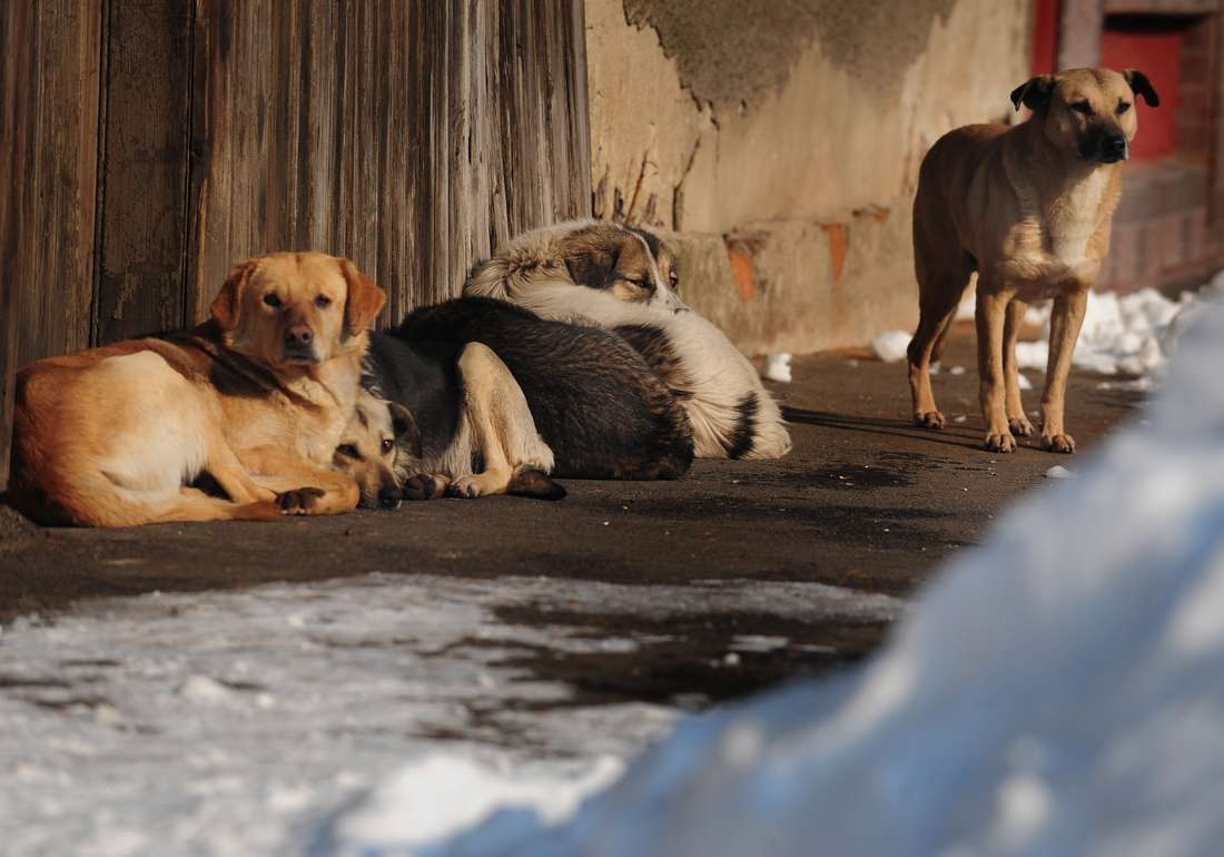 تمويلات لجمعيات الرفق بالحيوان ..  لماذا لا تبني مراكز إيواء للكلاب الضالة بدل مطالبة المواطنين بالتعايش معها؟