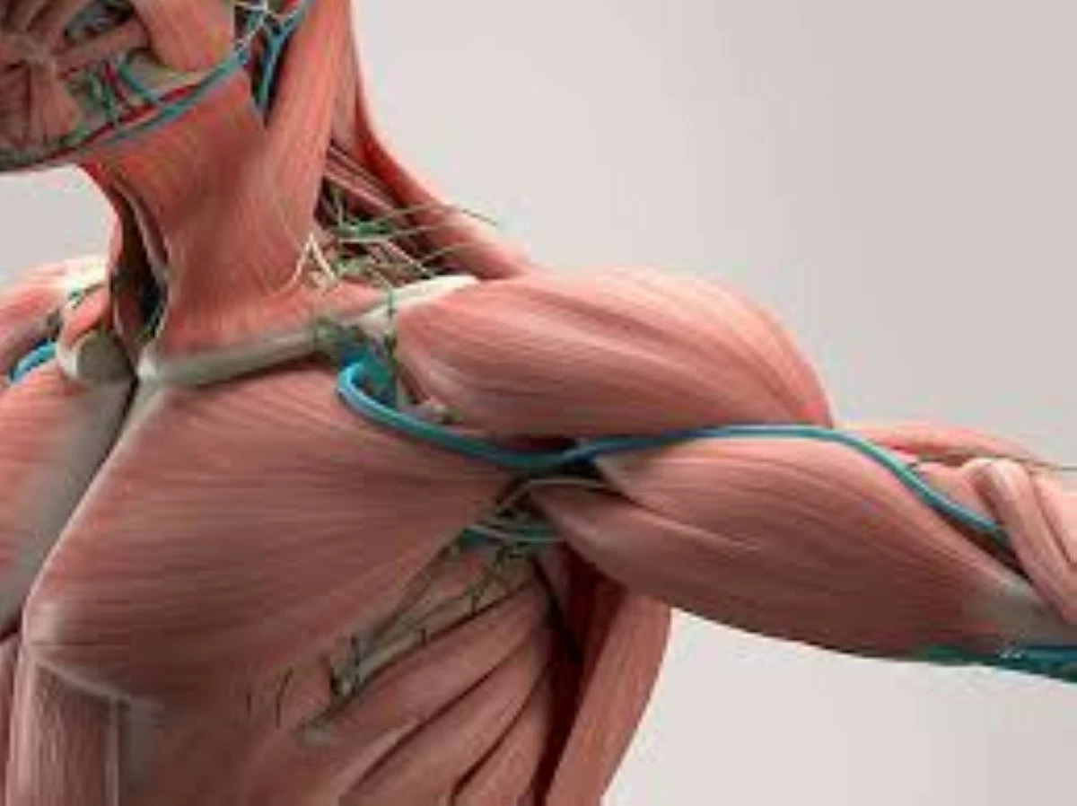 علماء يبتكرون مادة تحاكي العضلات البشرية وتتفوق عليها