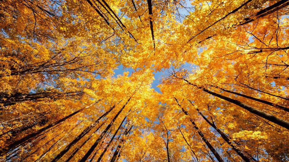 طقس معتدل الأربعاء تزامنا مع بدء الاعتدال الخريفي