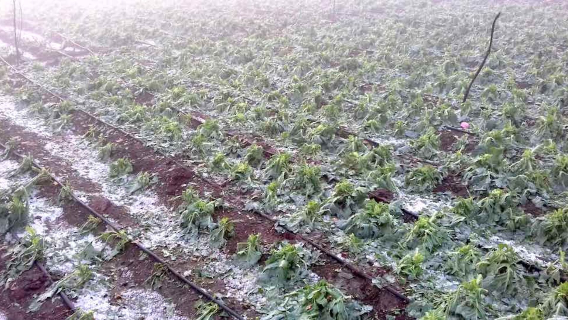 مأدبا: إرشادات للمزارعين للوقاية من آثار الصقيع 