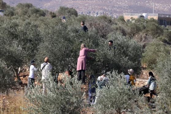158 اعتداء على مزارعي الزيتون بالضفة منذ بداية الموسم الحالي