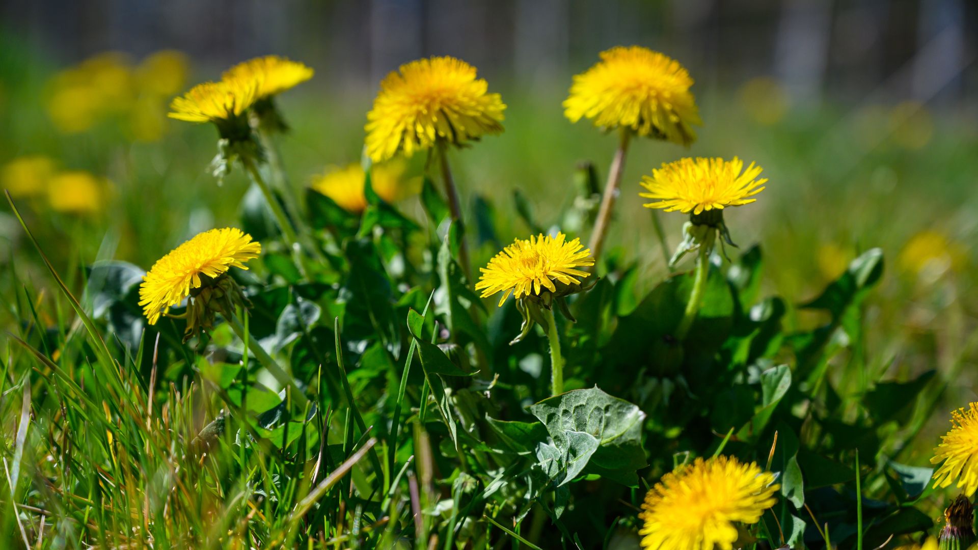 هندباء عجلون ..  كنز بري بنكهة صحية وفوائد علاجية 