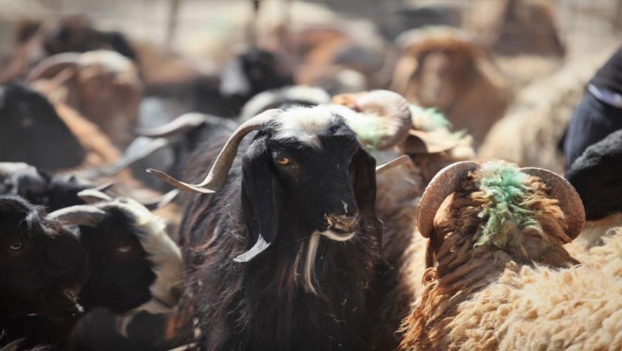 الرياطي والنمور يحذّران: تصدير الأغنام يهدد أسعار اللحوم والأمن الغذائي