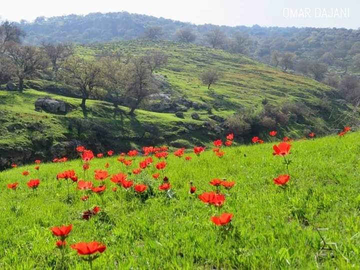 ربيع عجلون ايقونة الجمال