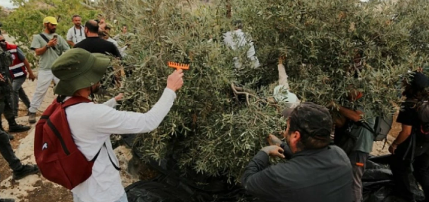 الأمم المتحدة: اعتداءات المستوطنين بموسم الزيتون تهدف لفصل الفلسطينيين عن أرضهم