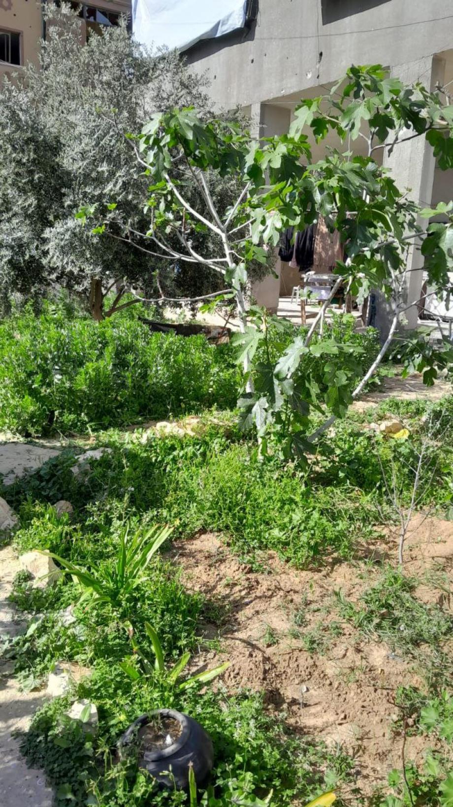 "ثمار الصمود" ..  "الخضري" يزرع فناء منزله ليقاوم التجويع  