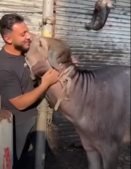 أضحية تُحرّك مشاعر المصريين بعد عناق مؤثر لجزارها قبل الذبح