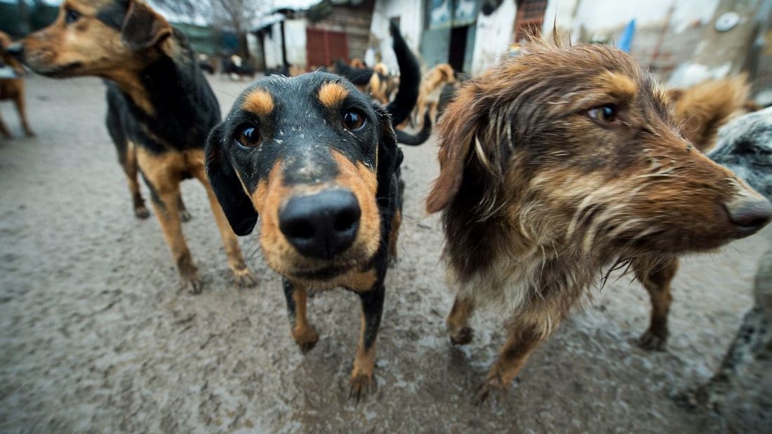  تركيا تُعدّل قانونا لتخدير الكلاب الضالة