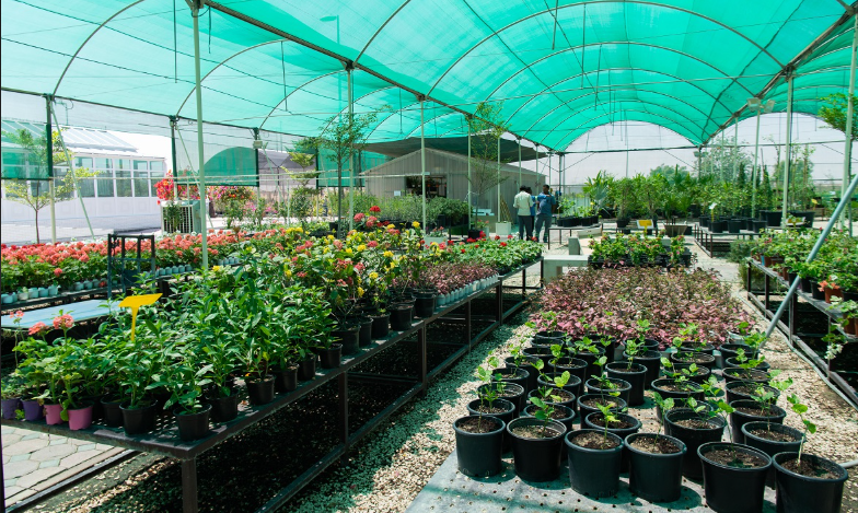 جرش: مشتل عين جملا إرث زراعي وبيئي يستأنف دوره في دعم التحريج