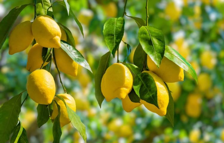 ديناران سعر كيلو الليمون في السوق المركزي