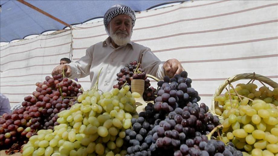 العنب خارج متناول الغزيين ..  من وفرة الأسواق إلى الندرة  