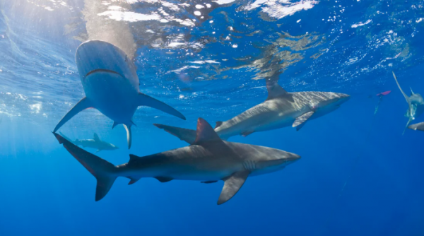 اكتشاف صادم  ..  أجسام أسماك القرش مليئة بالمخدرات ومسكنات الألم