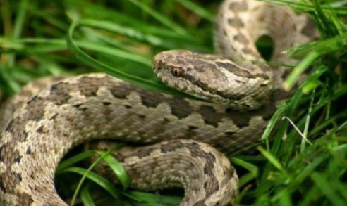 إصابة شخص بلدغة أفعى فلسطين في السلط