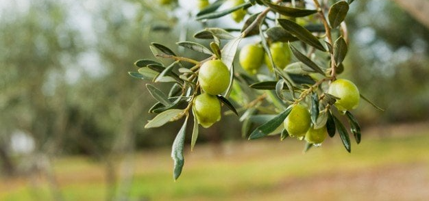 الإفتاء الأردنية تتحدث عن أحكام زكاة الزيتون