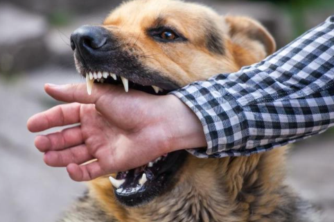 كلب ضال ينهش ثمانيني في إربد