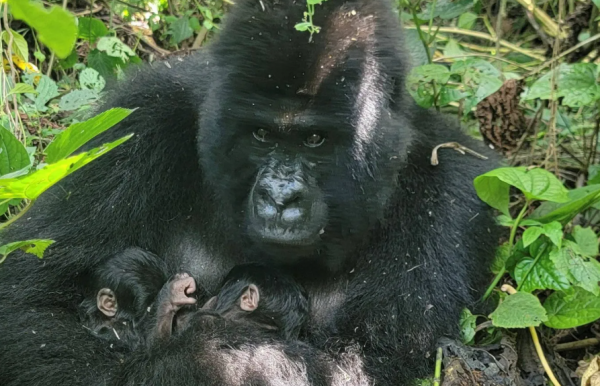 توأما غوريلا الجبال يولدان في أقدم متنزّه وطني أفريقي