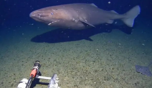 مشهد فاجأ الخبراء  ..  قرش يتبختر في مياه شبه مجمدة بأنتاركتيكا