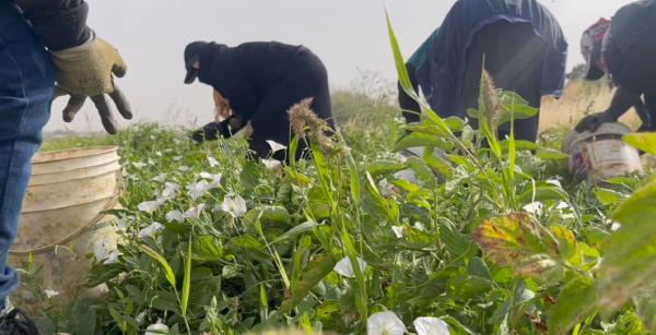 الصبيحي: عدد عاملات الزراعة المشمولات في الضمان لا يتجاوز 770