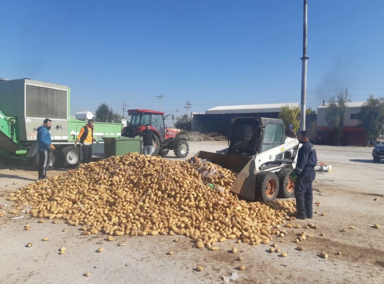إتلاف كميات كبيرة من البطاطا غير الصالحة للاستهلاك في إربد