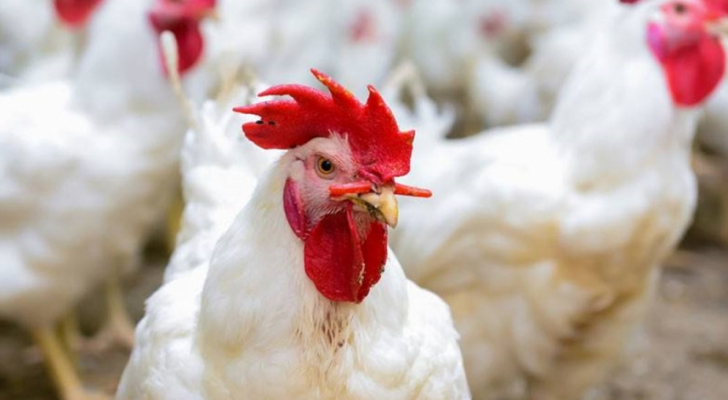حماية المستهلك : شكاوي من عدم توفر الدجاج باوزان مناسبة 