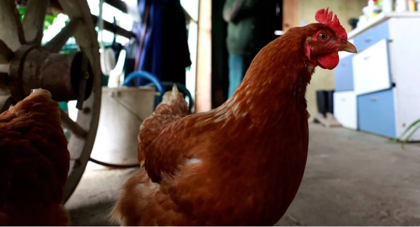 أميركا تسجل أول وفاة بسلالة نادرة من إنفلونزا الطيور