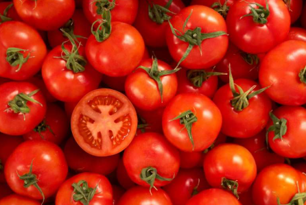 15 قرشا كيلو البندورة في السوق المركزي 