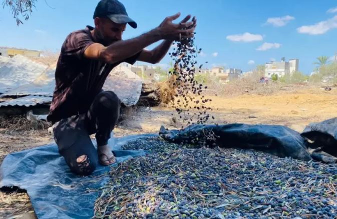موسم الزَّيتون في غزَّة يغيب للعام الثَّالث على التَّوالي بفعل الحرب