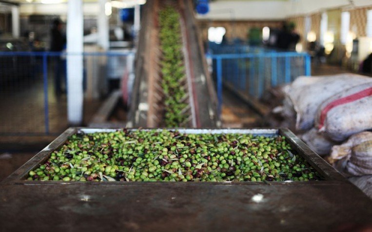 من فخر المزارع إلى كابوس المستهلك… لماذا صار زيت الزيتون عبئًا على الناس؟