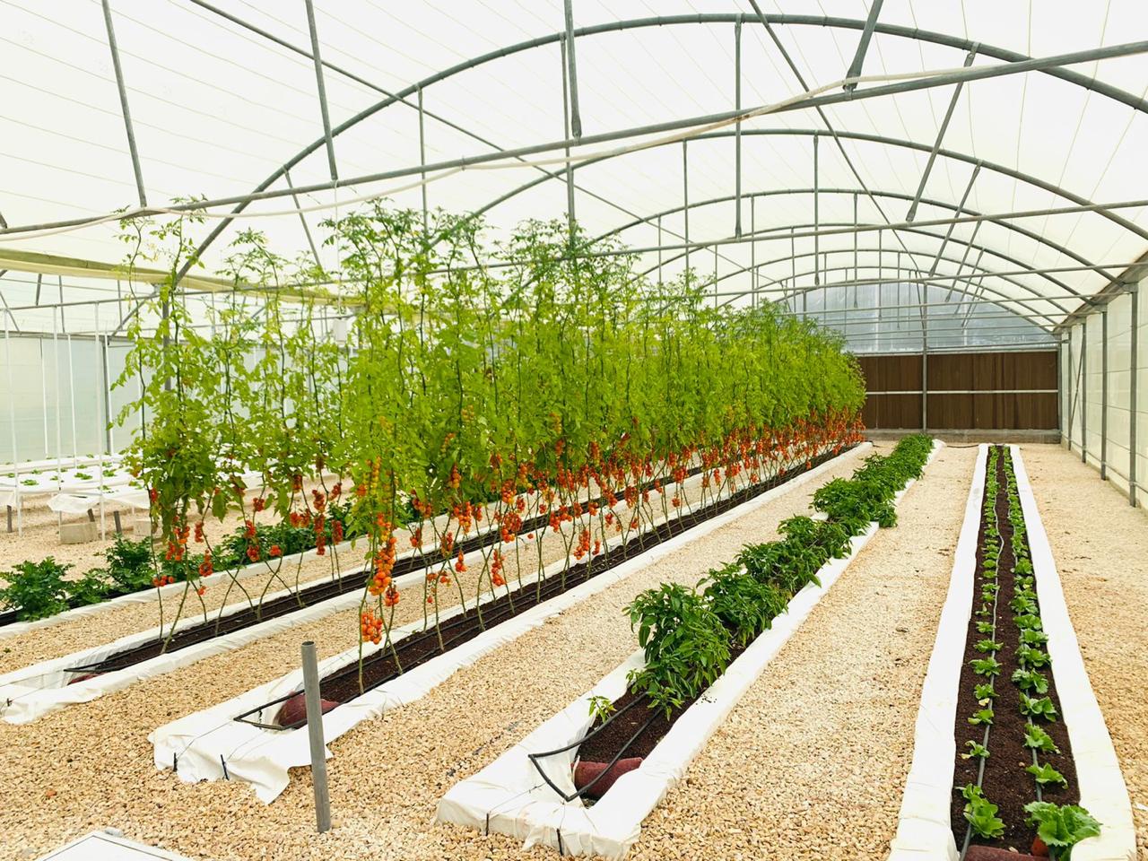 مشروع "المزرعة الذكية" في الأردن خفّض هدر المياه بنسبة 30%