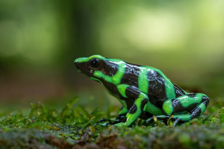 ما هو سمّ الضفدع الذي يعتقد استخدامه لقتل المعارض الروسي نافالني؟