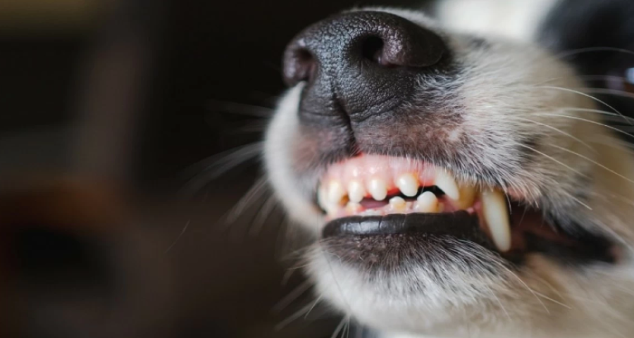 كلب ينهش طفلا بعمر 4 سنوات في إربد