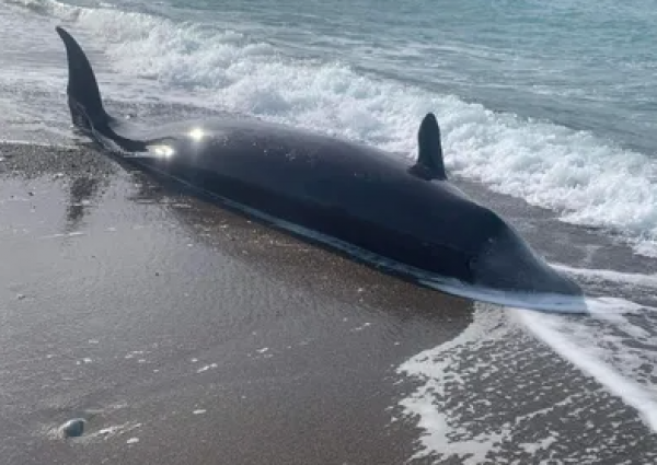 زعانف حيتان ممزقة على الشواطئ  ..  هذا تفسيرها