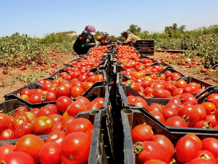 القطاع الزراعي يقود الأداء الاقتصادي بنمو 7% ومخزون آمن لـ 10 أشهر