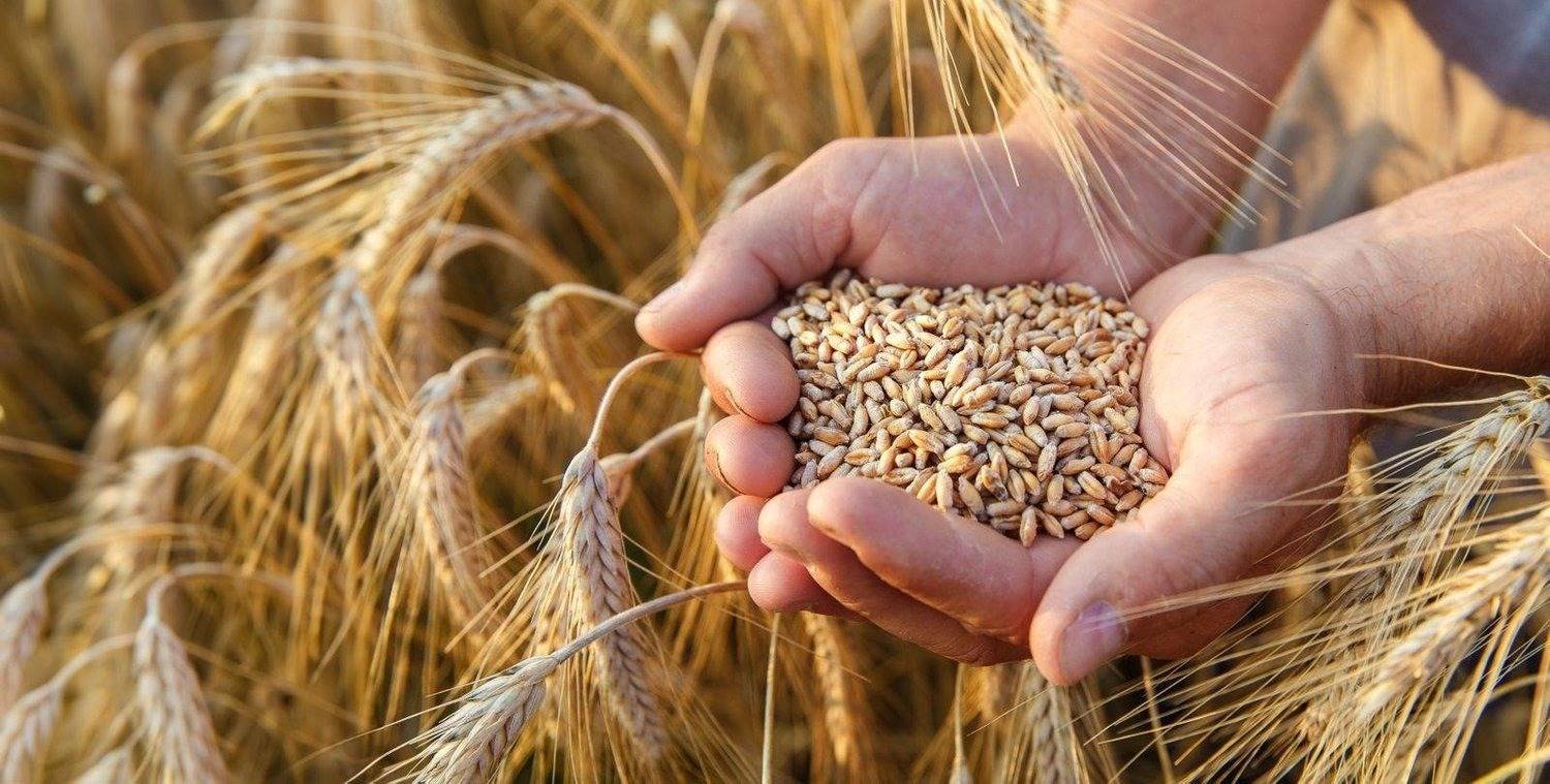 الزراعة: فتح الصوامع ومراكز استلام الحبوب الخميس المقبل
