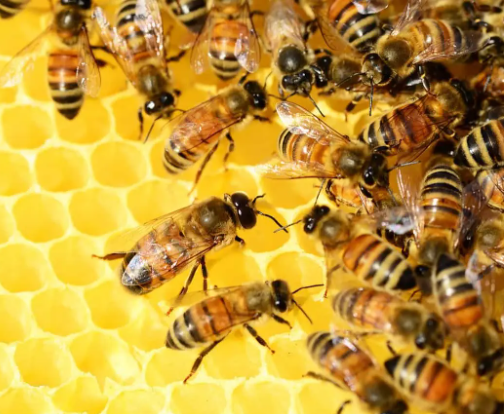 هل سينقرض النحل؟ تحذير خطير!