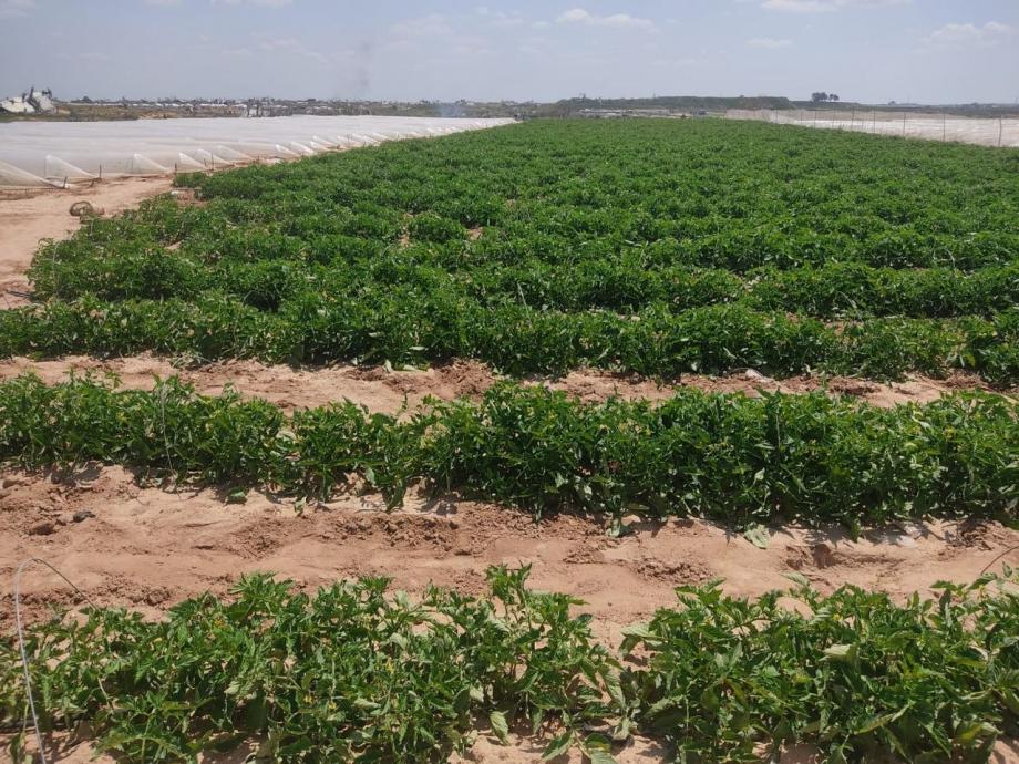 الزراعة في غزة ..  تعافٍ متعثر وسط نقص الموارد وارتفاع التكاليف 