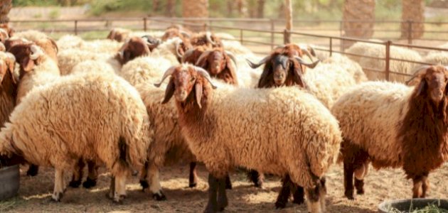 أن الله يرى ..  إذا كانت الأضحية فوق طاقة الناس فهل تصبح بالناقص عنها؟