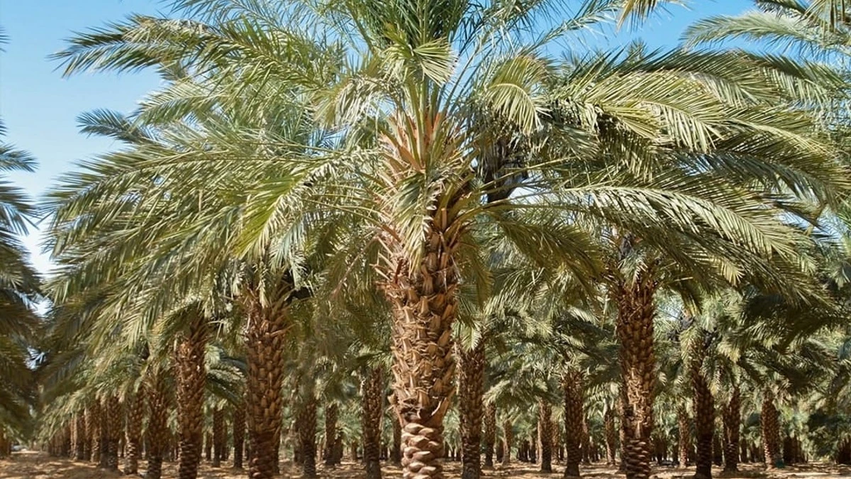 تمور العقبة ..  نخيل يمتد على أكثر من 10 آلاف دونم وإنتاج يقترب من 800 طن