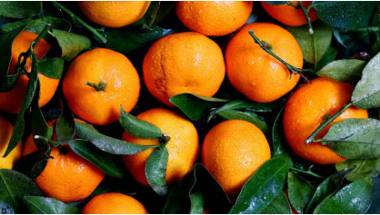 جمعية الحمضيات تدعو المزارعين لوقف قطف الكلمنتينا بسبب هبوط الأسعار وكثرة الحواش