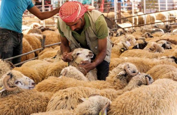 المواقع المعتمدة لبيع وذبح الأضاحي في عمّان (أسماء)