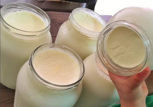 أم عامر: خطوات ترويب حليب الأغنام من الغليان حتى الخضّ