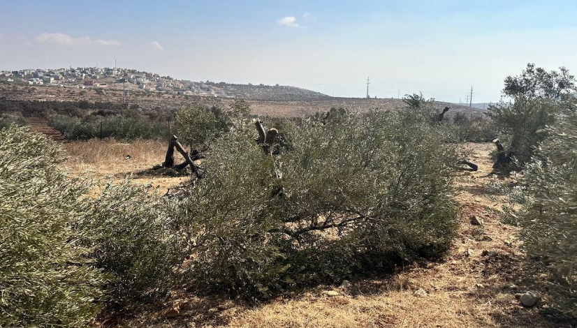 هيئة فلسطينية: موسم قطف الزيتون هذا العام هو الأصعب