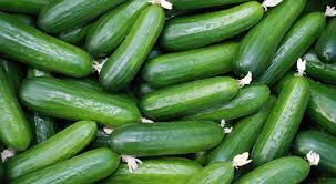 40 قرشا كيلو الخيار في السوق المركزي 