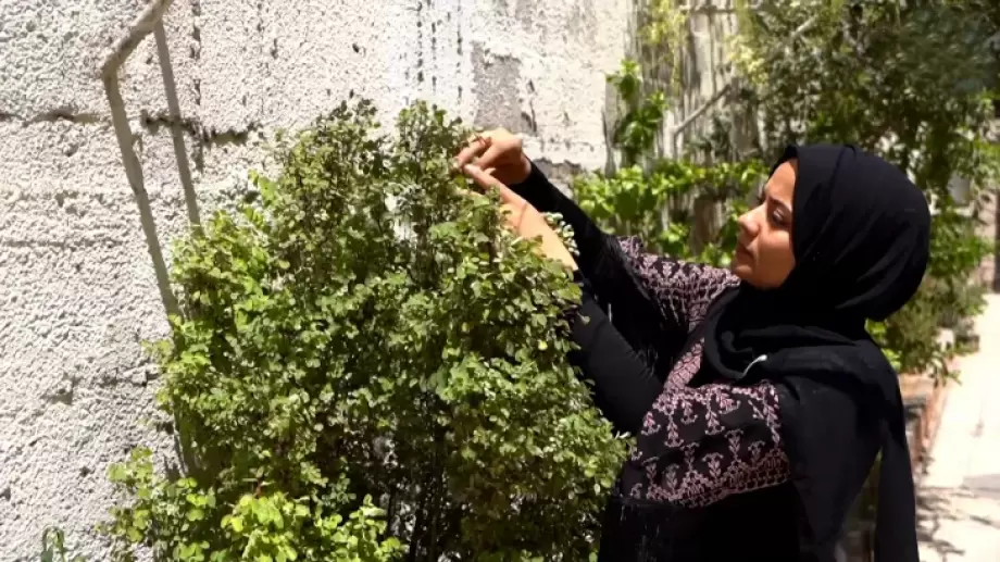 الزراعة المنزلية في غزة… سلاح البقاء في زمن الأزمات  