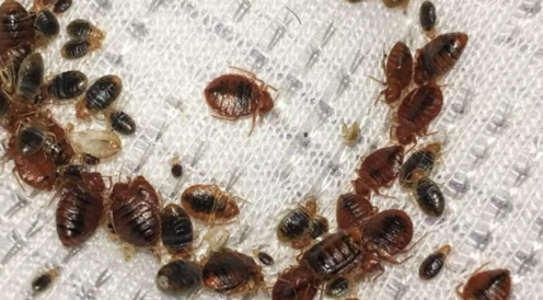 رغم التعطيل والتعقيم ..  عودة حشرة البق إلى مدرسة في الزرقاء